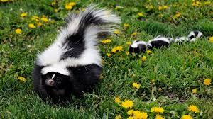 skunkwithBabies