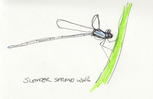 slender-spread-wing