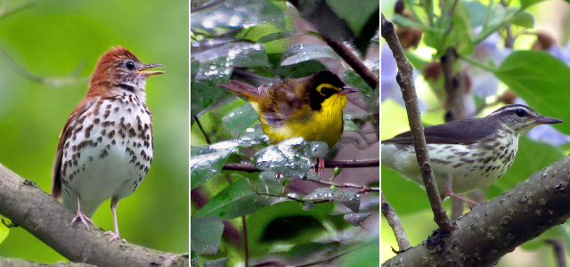 smf bird triptych