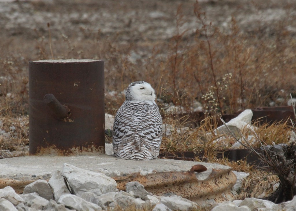 snowy owl