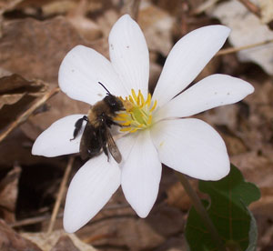 Bloodroot