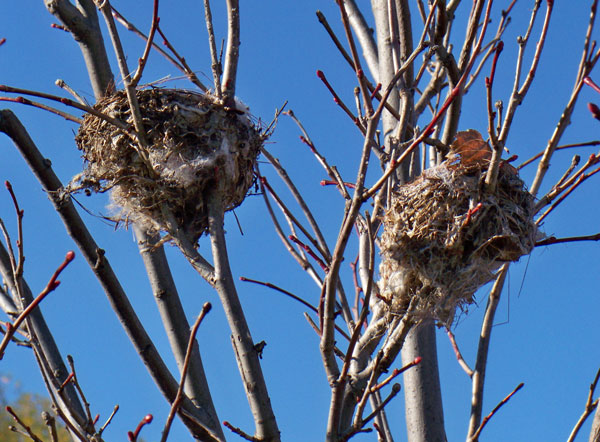 Small Birds Nests