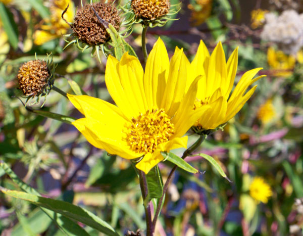 Native Sunflowers