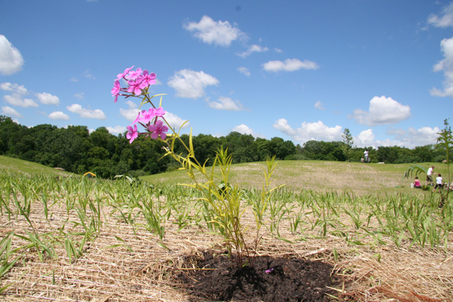 Building the Oak Savanna one plant at a time.