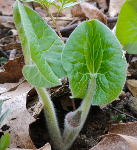 asarum canadense bud 2