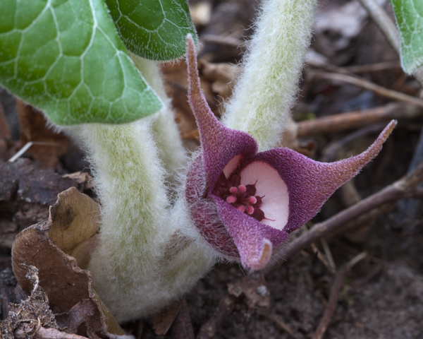 asarum canadense flower 2