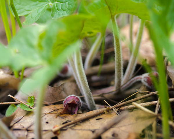 asarum canadense ground