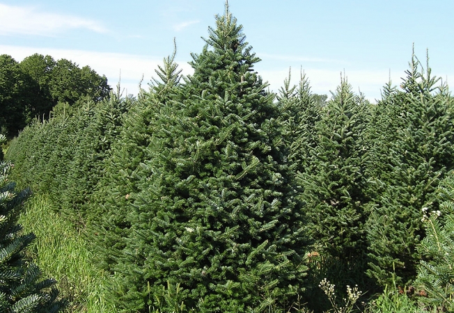 christmas tree planation