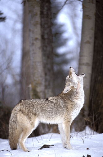 coyote howling vertical