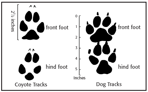 coyote track