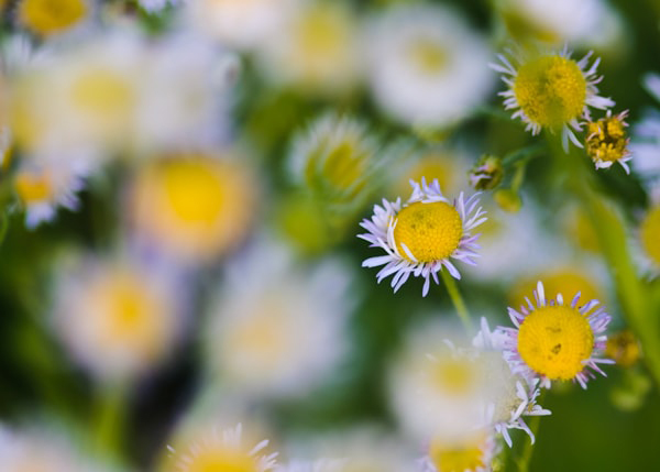 erigeron strigosus blur web