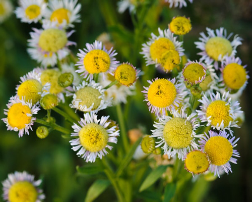 Looking at Erigeron Strigosus from the top web