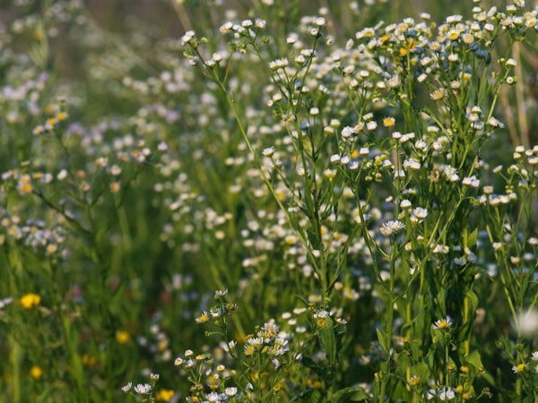 erigeron strigosus many web