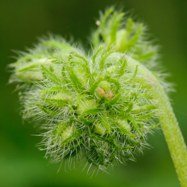 hydrophyllum virginianum buds