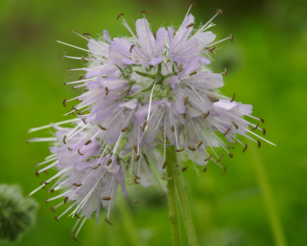 hydrophyllum virginianum flowers