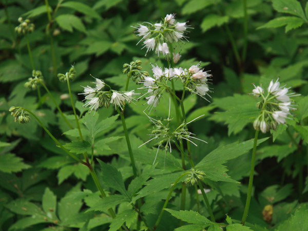 hydrophyllum virginianum whole plant