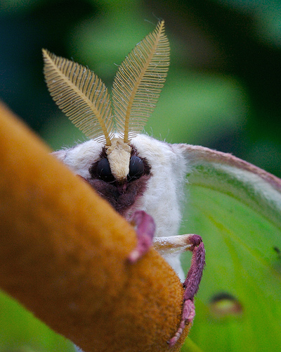 luna moth cute face