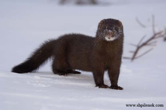 Mink standing in snow.