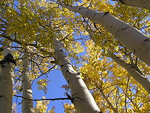 Quaking Aspen Trees