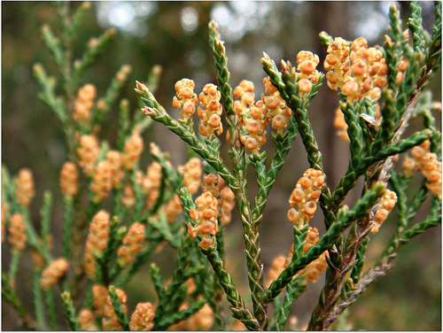 Redcedar fruit