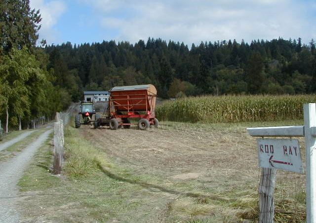 A tractor makes its way through a field surrounded by a redcedar windbreak.