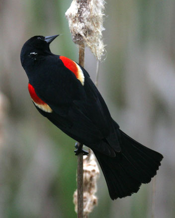 redwinged-blackbird-2 sm