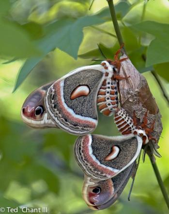 Many species of butterflies and moths like these Cecropia silkmoths depend on box elder for their survival.