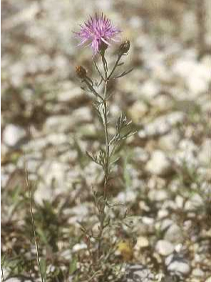 spotted knapweed2