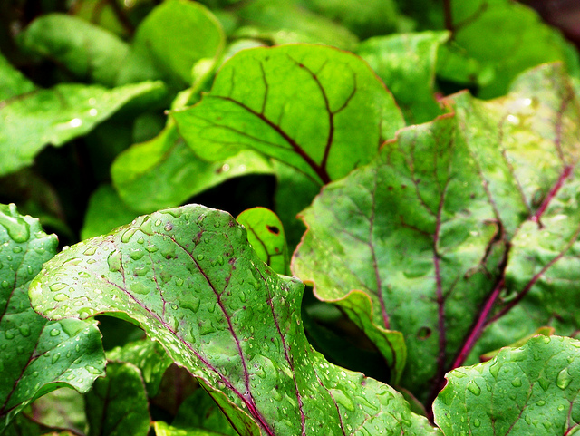 swiss chard