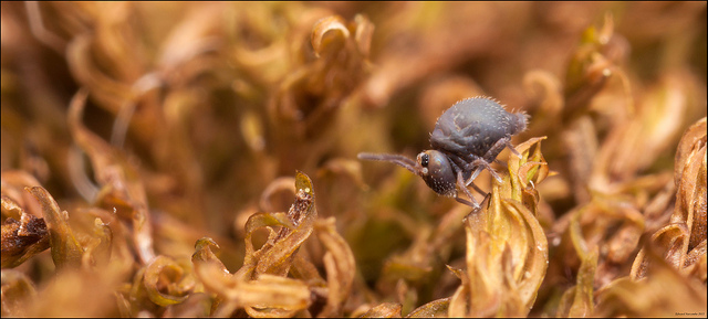 tinyforest