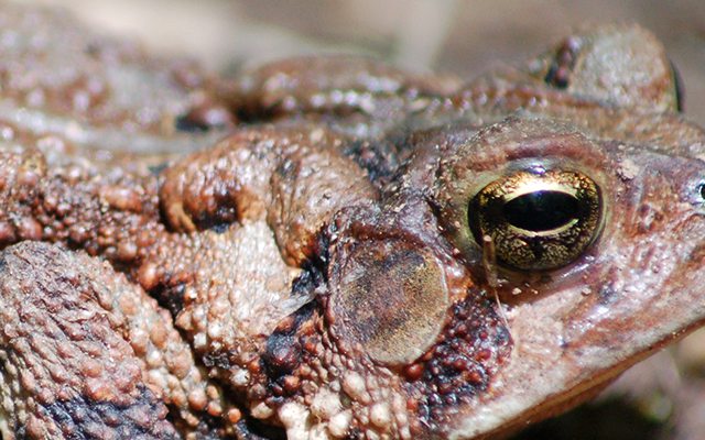 toad blog zoom