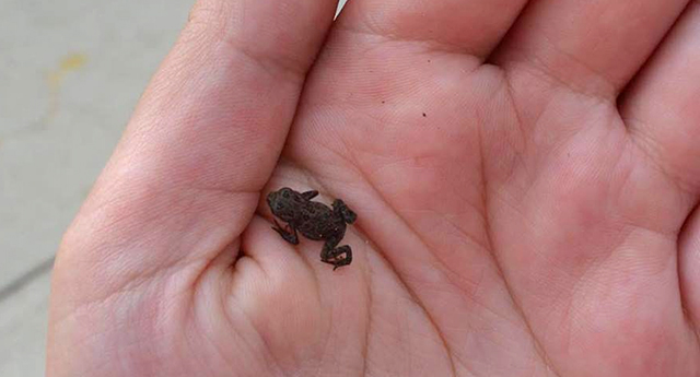 toadlet at RP Maddie Bird