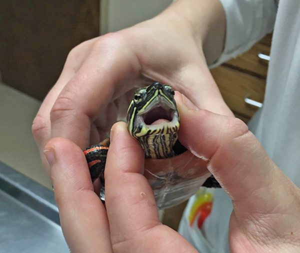 Hands gently pressing the sides of the turtle's head. It's mouth is open.