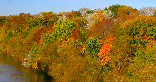 treeline 2