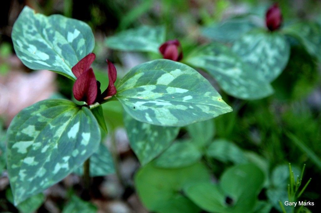 trillium