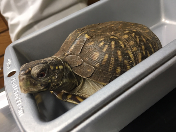 Turtle peeking over the edge of a container.