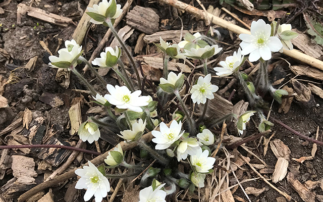 Hepatica, little white flowers pointing up and flat