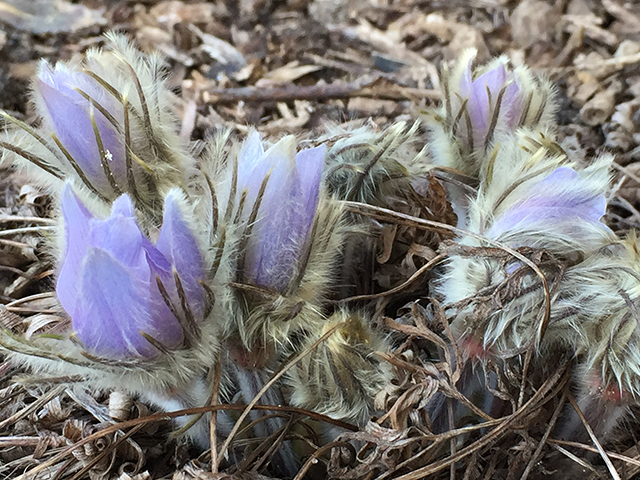 Pasqueflower in bloom