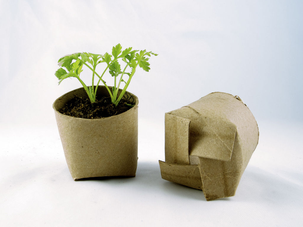 Start a Garden in a Toilet Paper Roll