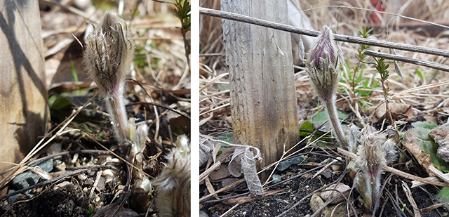 Two photos of the same bud of a Pasqueflower taken five days apart.