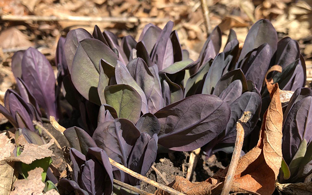 Virginia Bluebell leaves, no flower yet!