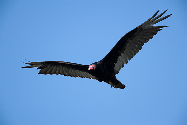 Turkey Vulture in flight against a bright blue sky