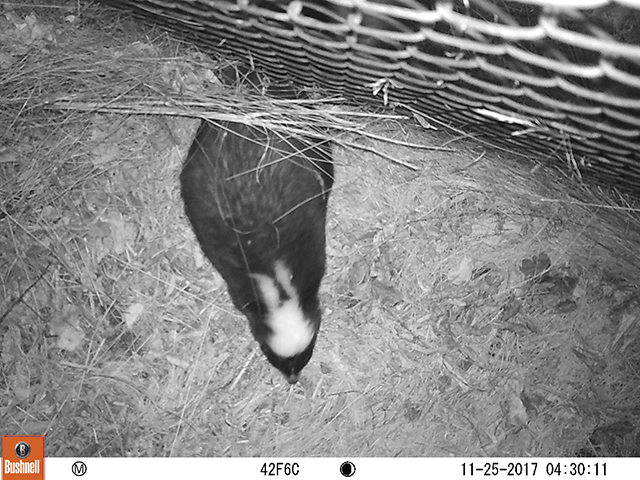 Web camera photo of a skunk