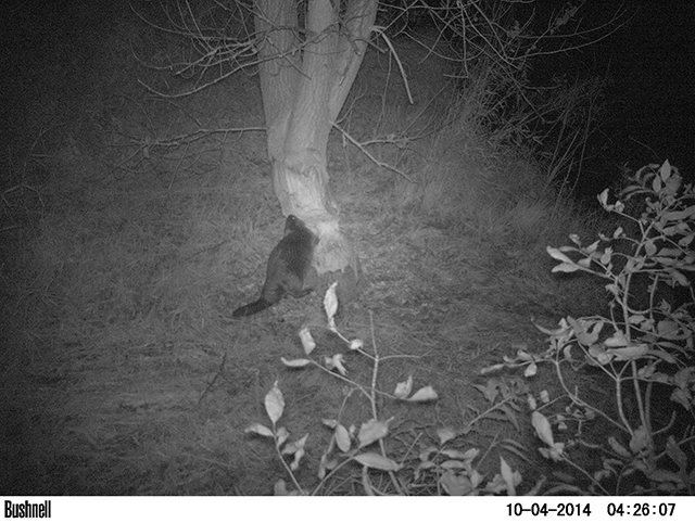 Web camera photo of a beaver chewing on a tree trunk.