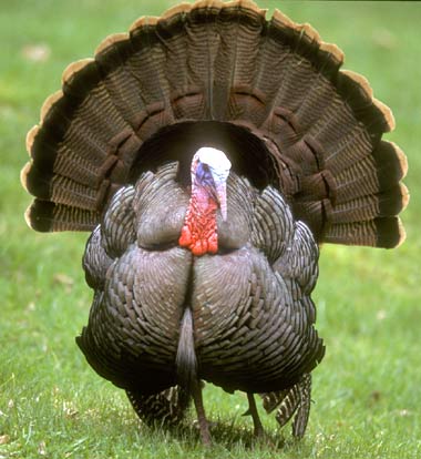 wild turkey display