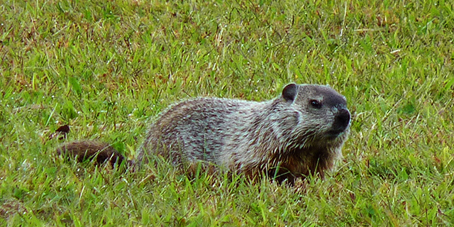 woodchuck