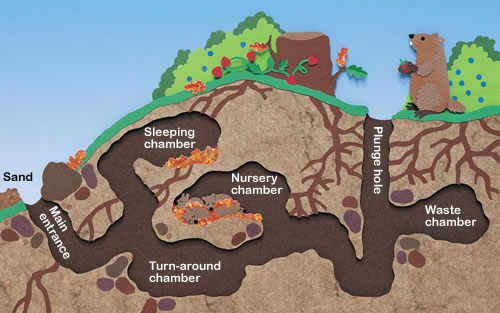 woodchuck underground diagram