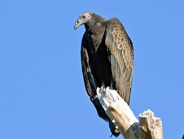 Immature turkey vulture perched on a leafless branch