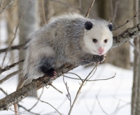 Native Animal: Opossum (Didelphis virginiana)