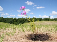 Baby Parks and Plantings